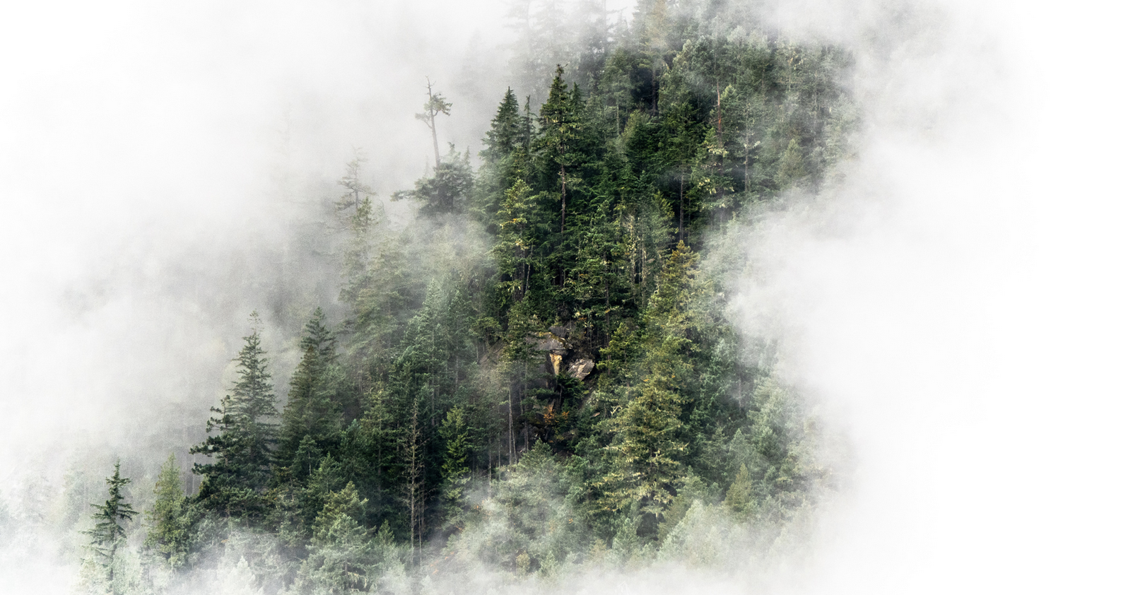 Misty Pacific Northwest forest